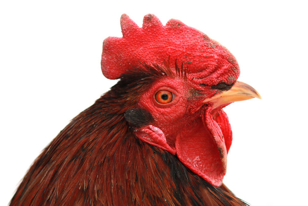 Κόκορας ή κοτόπουλο υπαίθρια στο αγρόκτημα - Φωτογραφία, εικόνα