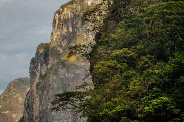 Свіжа зелена рослинність мексиканських тропічних лісів у каньйоні Сумідеро (Чіапас). - Фото, зображення