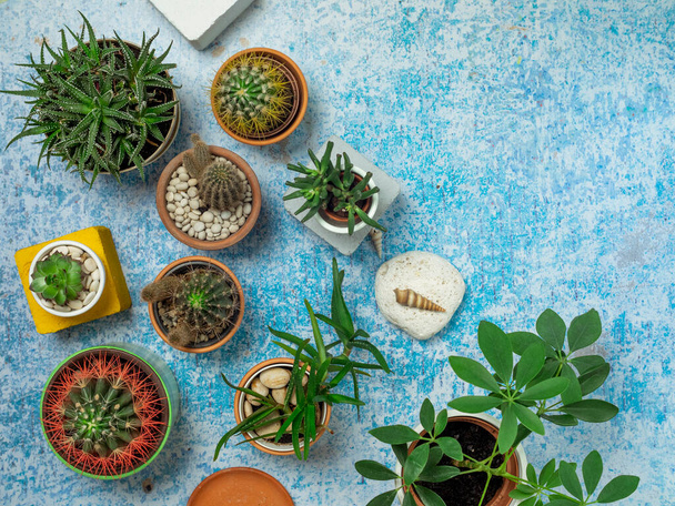 Vista dall'alto di varie piante di cactus, succulente e domestiche sulla vecchia tavola blu
 - Foto, immagini