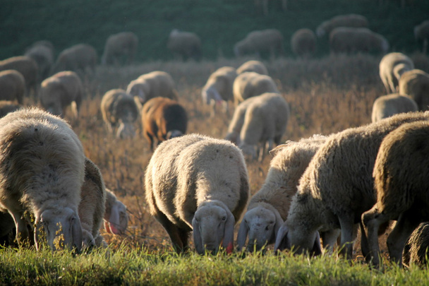 Koyun sürüsü - Fotoğraf, Görsel