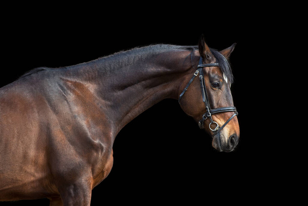 Ein braunes Pferd mit Zaumzeug vor schwarzem Hintergrund - Foto, Bild