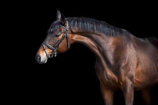 un caballo marrón con brida sobre fondo negro
 - Foto, imagen