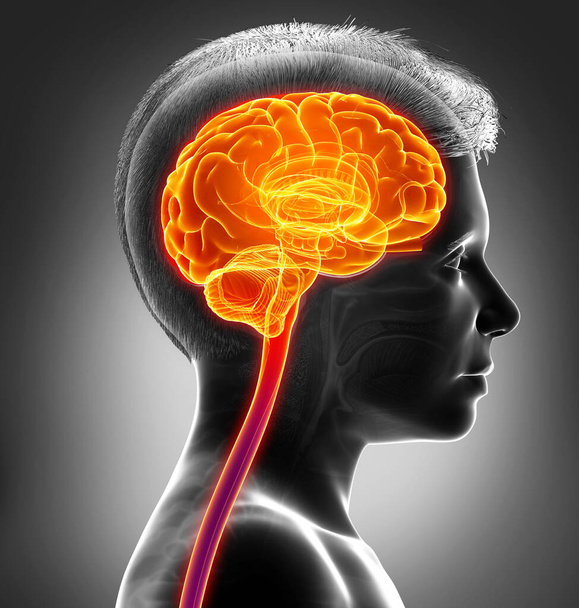 3d rendered, medically accurate illustration of a young boy highlighted brain /headache - Фото, зображення