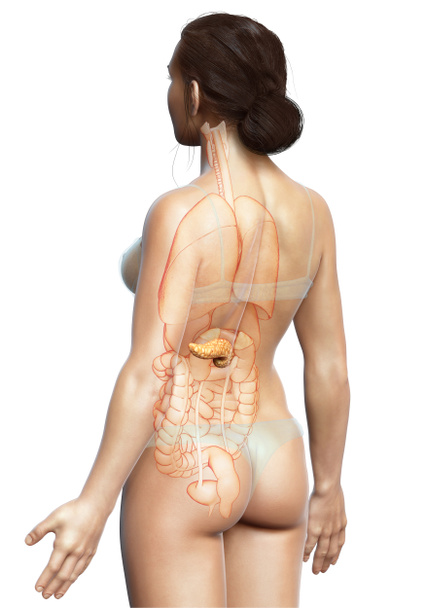 3d αποδίδεται, ιατρικά ακριβή απεικόνιση του γυναικείου παγκρέατος - Φωτογραφία, εικόνα