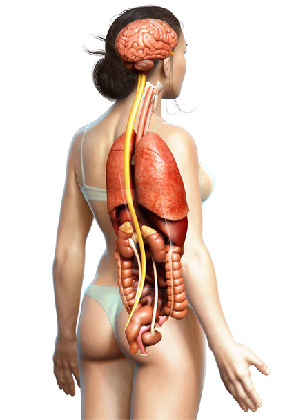 3d rendered medically accurate illustration of Internal organs  - Foto, afbeelding