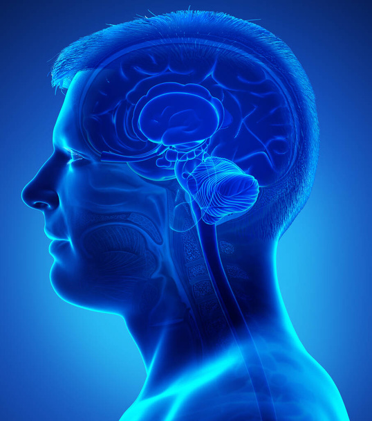 3d rendering medical illustration of male interior brain  anatomy  - Foto, imagen