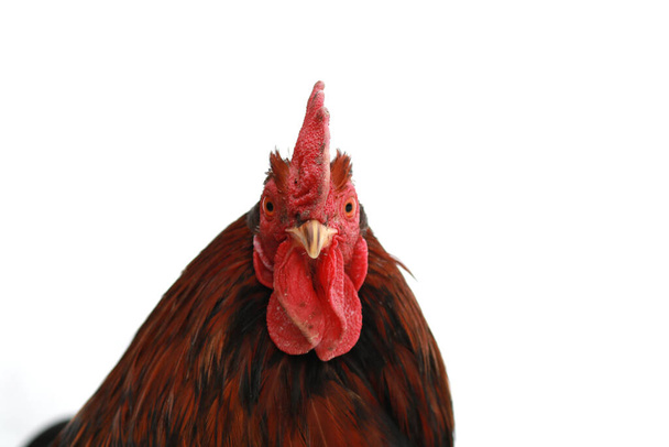 Rooster or chicken outdoor on farm - Photo, Image