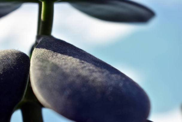 aloe yaprakları mavi arkaplanda - Fotoğraf, Görsel
