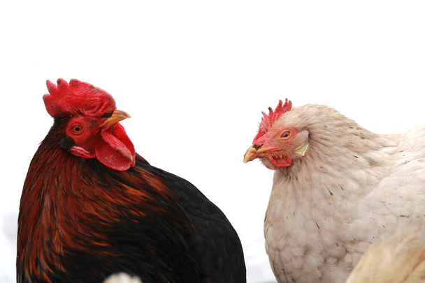 Coqs et poulets en plein air à la ferme
 - Photo, image