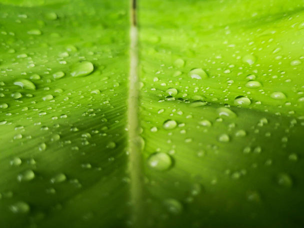 Закрыть капли воды на зеленом листе
. - Фото, изображение