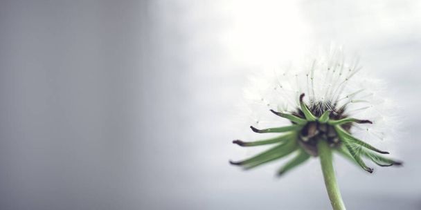 fluffy dandelion flower head with seeds close-up, copy space in blurred background. - Foto, imagen