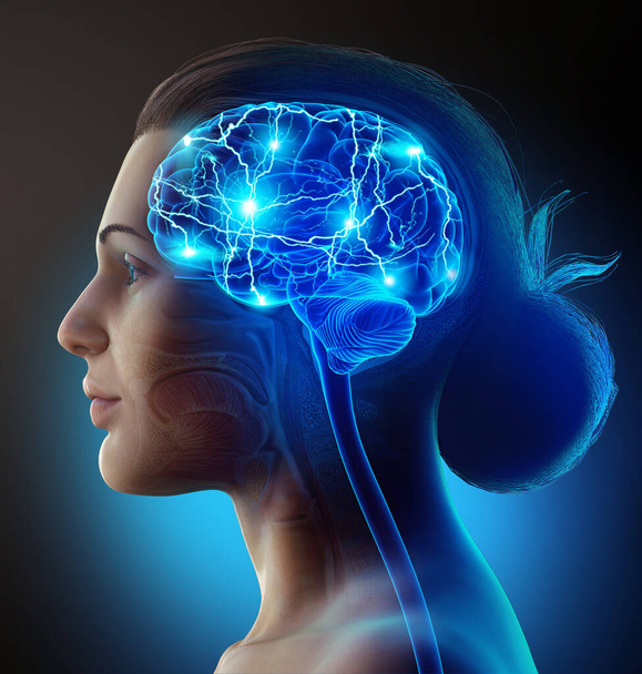 3d rendered, medically accurate illustration of a female active brain - Zdjęcie, obraz