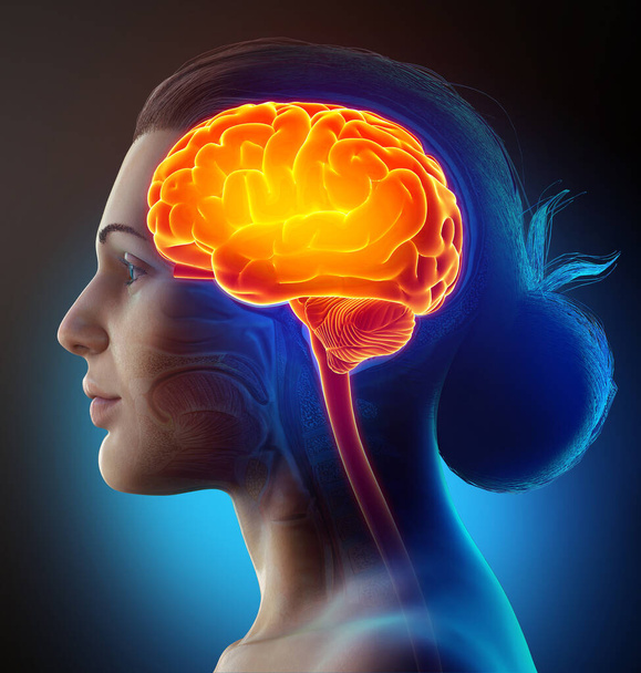 3d rendered, medically accurate illustration of a female highlighted brain /headache - Fotoğraf, Görsel