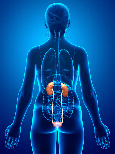 3d weergegeven, medisch nauwkeurige illustratie van vrouwelijke nieren - Foto, afbeelding