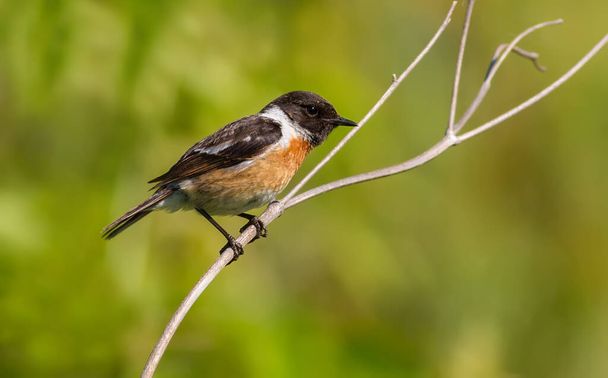 European stonechat, Saxicola rubicola. Early in the morning the male bird sits on the stem of the plant - 写真・画像