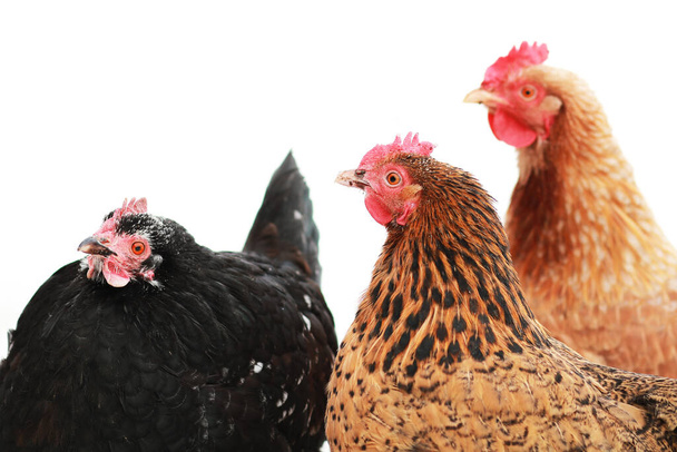 Çiftlikte horozlar ve tavuklar - Fotoğraf, Görsel