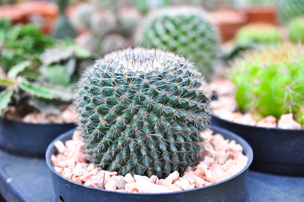 kaktus v zahradě - Fotografie, Obrázek