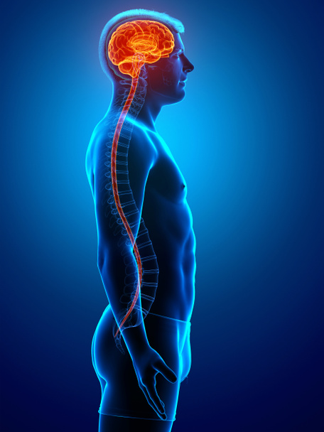 3D lékařsky přesná ilustrace mužského mozku - Fotografie, Obrázek