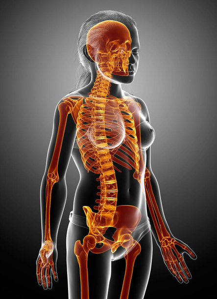 3d rendered, medically accurate illustration of a girl skeleton system high lighted - Photo, Image