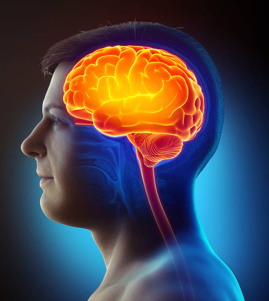 3d rendered, medically accurate illustration of a male highlighted brain /headache - 写真・画像