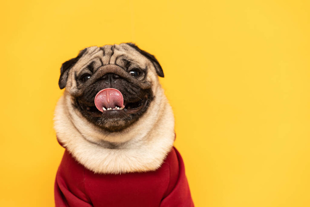 adorable dog pug breed making angry face and serious face on yellow background,Happy dog smile ready to summer,Pug Purebred Dog Concept - Φωτογραφία, εικόνα