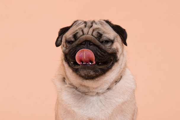 Happy Dog smile on peach or cream color background,Cute Puppy pug breed happiness on sweet color,Purebred Dog Concept  - Photo, image