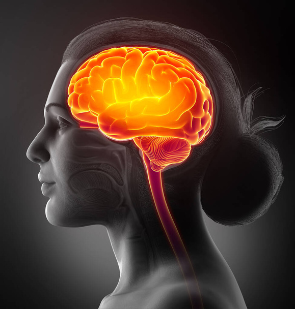 3d rendered, medically accurate illustration of a female highlighted brain /headache - Zdjęcie, obraz