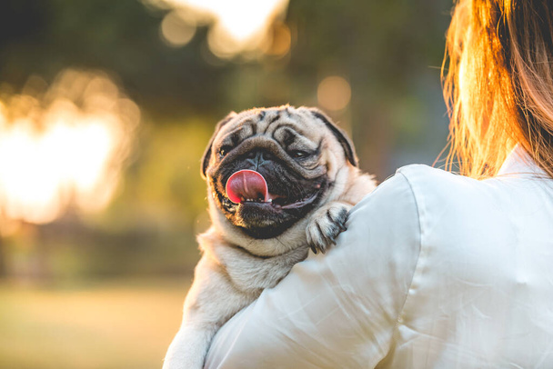 Pug cão em mãos proprietários tão felicidade e confortável com luz do pôr do sol, proprietário abraçando seu cão com amor
 - Foto, Imagem