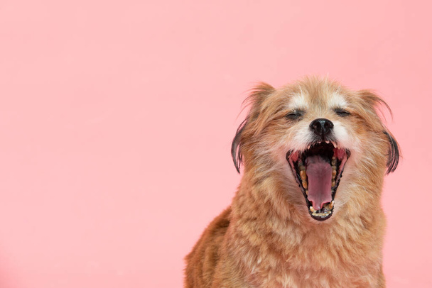 Mix breed happy dog smile and cheerful on pink background,Happiness dog Concept - Foto, imagen