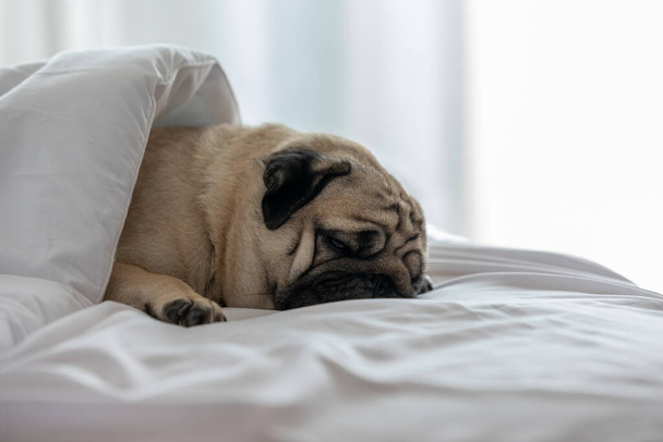 Cute pug dog breed lying on white bed and sleep with blanket in bedroom with funny face and feeling so happiness in the morning - Φωτογραφία, εικόνα