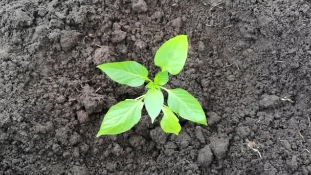 κοντινό πλάνο του πράσινου φυτού σε μαύρο χώμα - Πλάνα, βίντεο