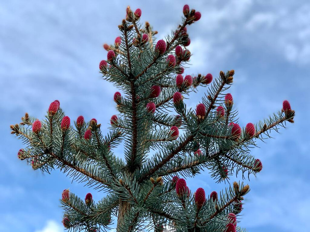 Blooming, coniferous tree with red cones. Pine branches grow in different directions, view from below. Green pine against the blue sky. - Photo, Image