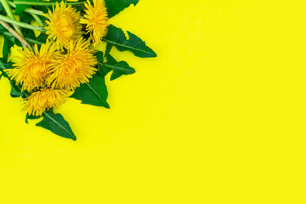 Five yellow dandelions with leaves lies beautifully in the left corner on a yellow surface. Place for text. Spring or summer background. - Photo, Image