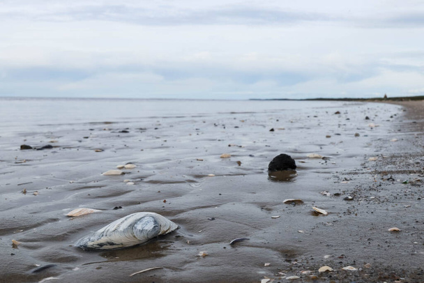 The harsh White sea. Cold summer day on Yagry island, Severodvinsk, Arkhangelsk region. White sea. Shell at low tide - Fotó, kép