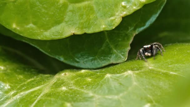 Een mier en een springende spin op een weelderig groen blad. - Video
