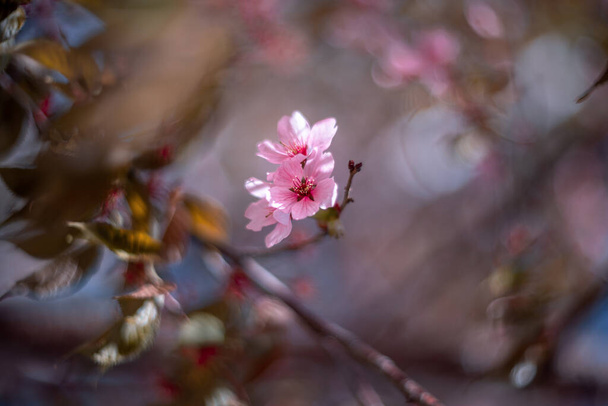 Větev rozkvetlé sakury. Růžové květy - Fotografie, Obrázek