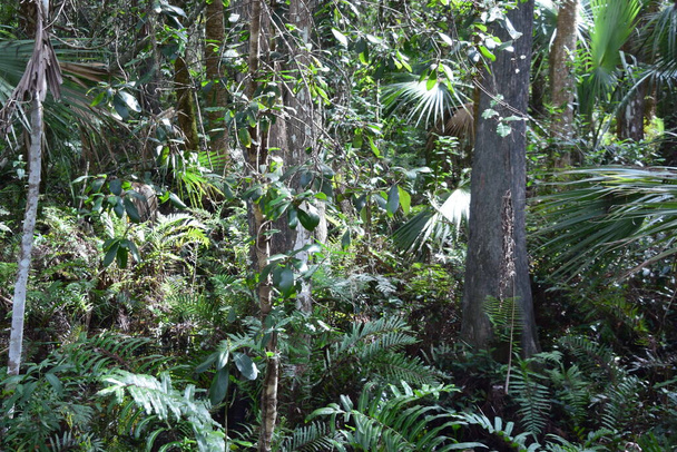 Группа пальм рядом с неопределенным деревом
 - Фото, изображение