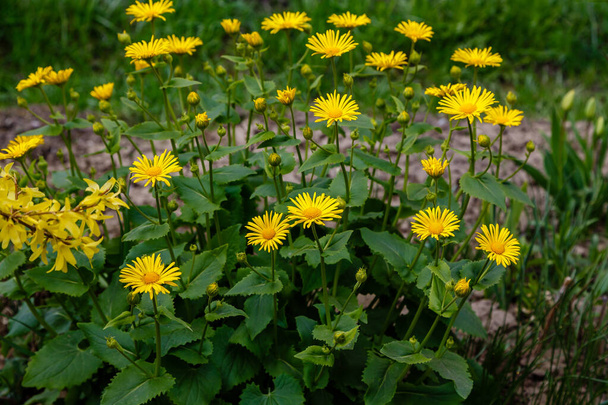 amarillo Doronicum orientale, leopardos bane flores que crecen en el prado
 - Foto, Imagen