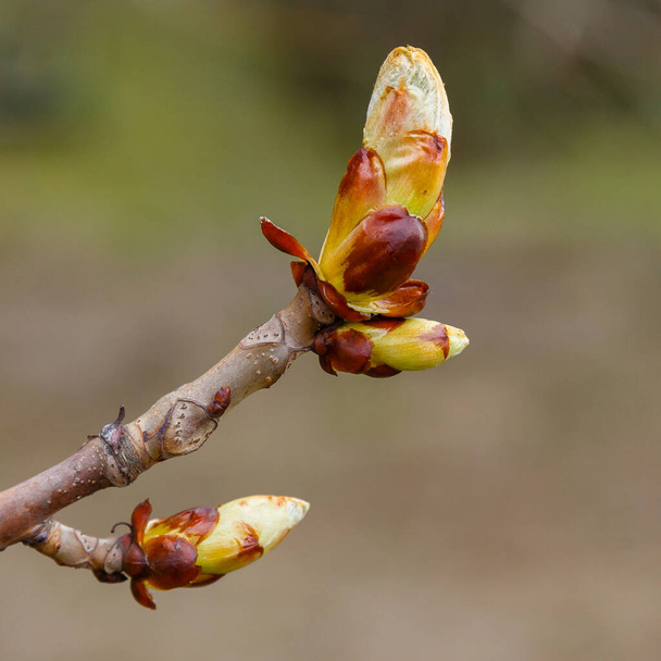 весняні форуми, квітуче каштанове дерево з бруньками
  - Фото, зображення