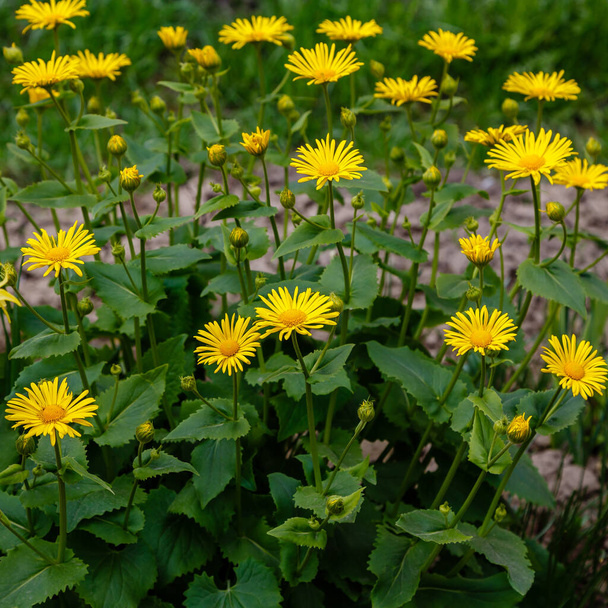 amarillo Doronicum orientale, leopardos bane flores que crecen en el prado
 - Foto, Imagen
