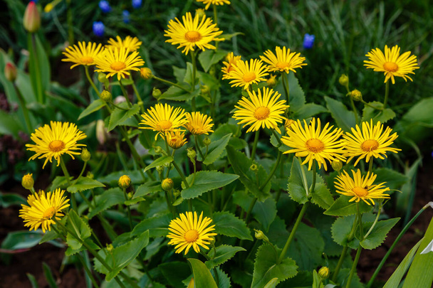 amarillo Doronicum orientale, leopardos bane flores que crecen en el prado
 - Foto, imagen