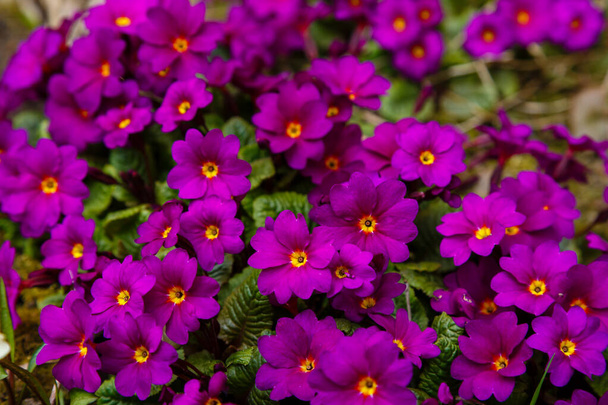 プリムラ・プリムラ・プリムラ・パープルの花が畑に  - 写真・画像