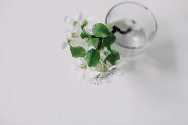 Spring still life. Flowering cherry branch in a vase on white background. Blossom branch in a glass with water. Place for text.  - Photo, image