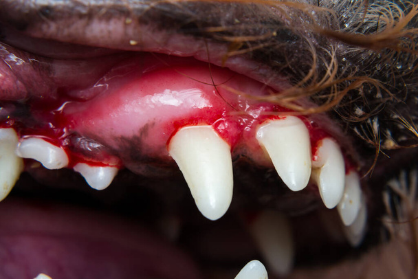 közelkép kutyafogakról borkotómiát vagy fogpikkelyezést követően - Fotó, kép