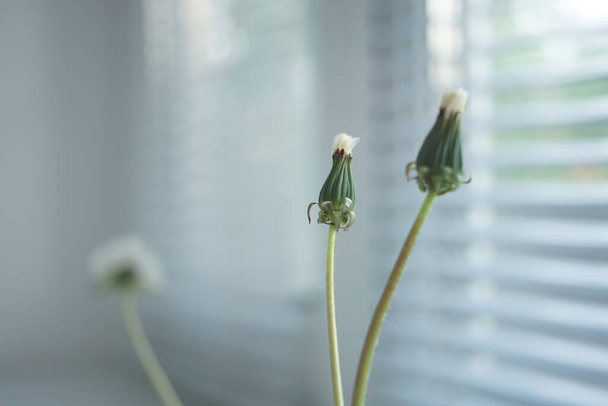 Dvě uzavřené pampeliška květiny v malé váze na parapetu, jalousie v rozmazaném pozadí. - Fotografie, Obrázek