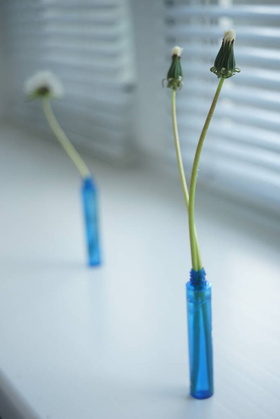 Két zárt pitypang virág egy kis kék vázában egy ablakpárkányon. Pelyhes pitypang virág egy üvegben, és vakok homályos háttér - Fotó, kép