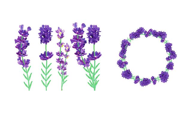 Colección corona de lavanda violeta con hoja verde aislada sobre fondo blanco. Ramo de flores. Lavanda de cerca. Lavanda perfumada. ilustración 3d
 - Foto, Imagen