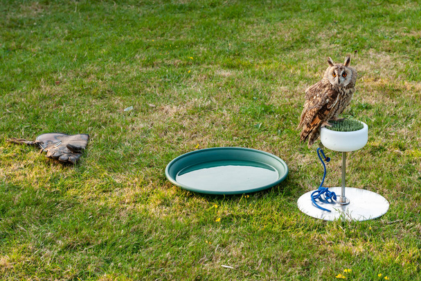 Євразійська орел-сова (Bubo bubo) сидить на пластмасовій траві біля чаші з годинниковими і шкіряними рукавицями. Захоплена гігантська сова чекає на фальконер.. - Фото, зображення