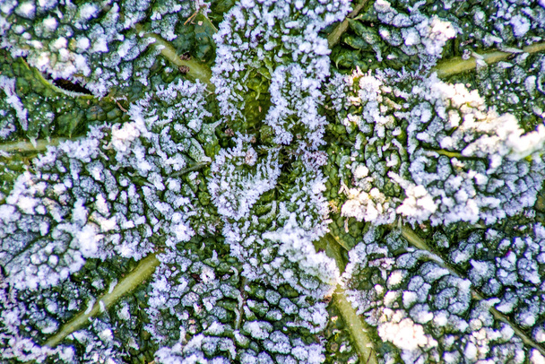 folhas com cristais de gelo
 - Foto, Imagem
