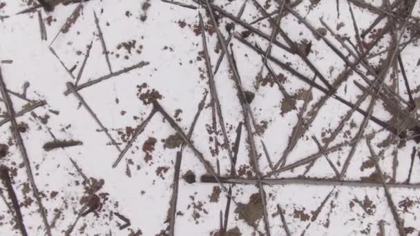 TOP DOWN: Puut rungot ovat hajallaan ympäri luminen erämaa jälkeen maastopalo - Materiaali, video
